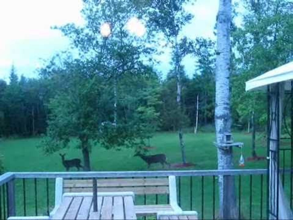 Deer Eating apples in my backyard