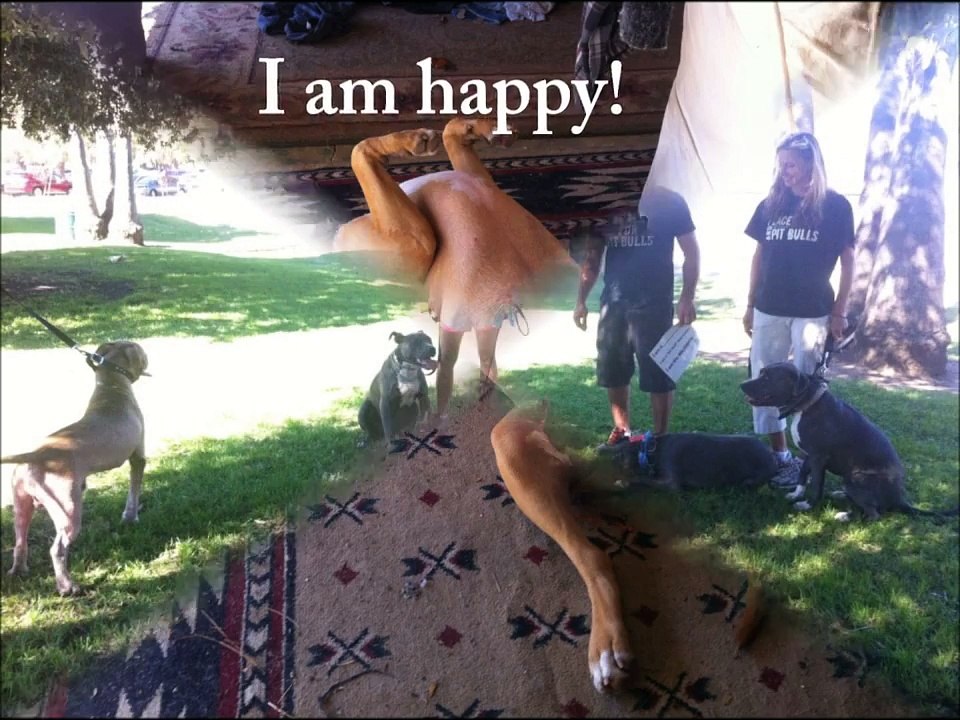 Pit Bull's Story