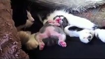 Cute Baby Cat sleeping with Mom | Funny Cats Video