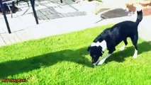 Dogs Chasing Shadows Compilation