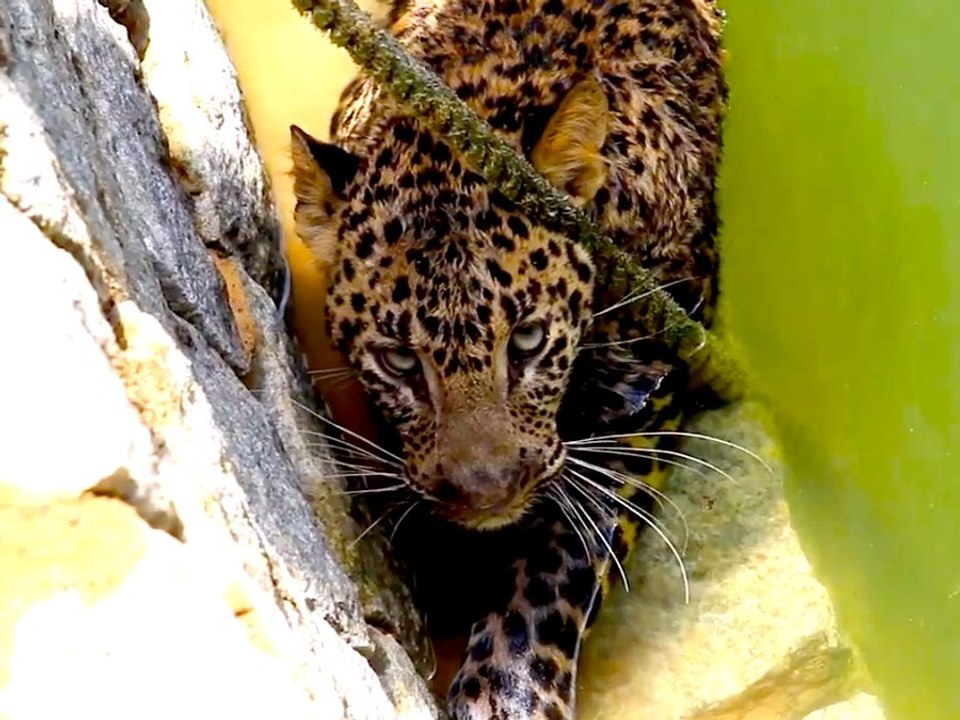 Wild Leopard Rescued From Well