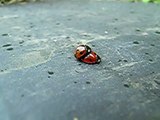 ladybugs humping in rain with happy end