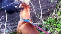 Herd of cows licking boxer dog