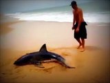 Requin blanc échoué sur la plage