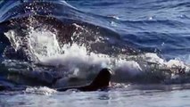 orche vs foche