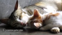 Mother Cat Feeding Milk To Her Three Little Kittens (Kitten Nursing)
