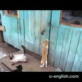 Smart Cat Unlocks Door - Funny !  - Умный Кот Снял Крючок - Прикол !