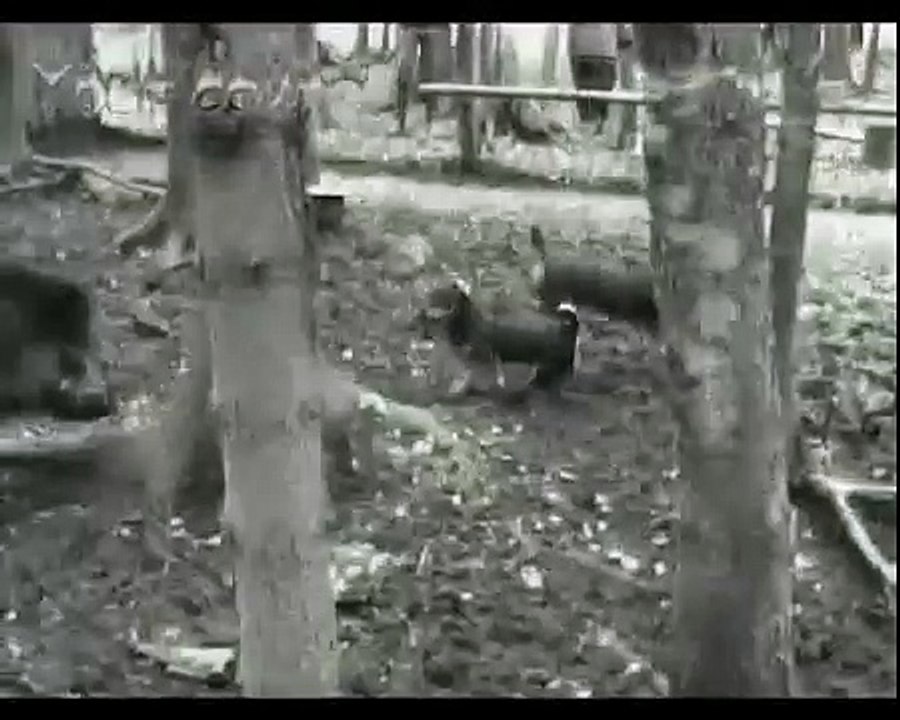 Jagdterrier vs wild boar