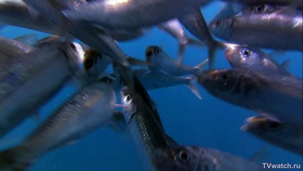 Летающие рыбы