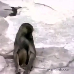 Funny Monkey Afraid Of Mirror- Awesome ! - Обезьяна в Шоке от Себя!  Жесть!