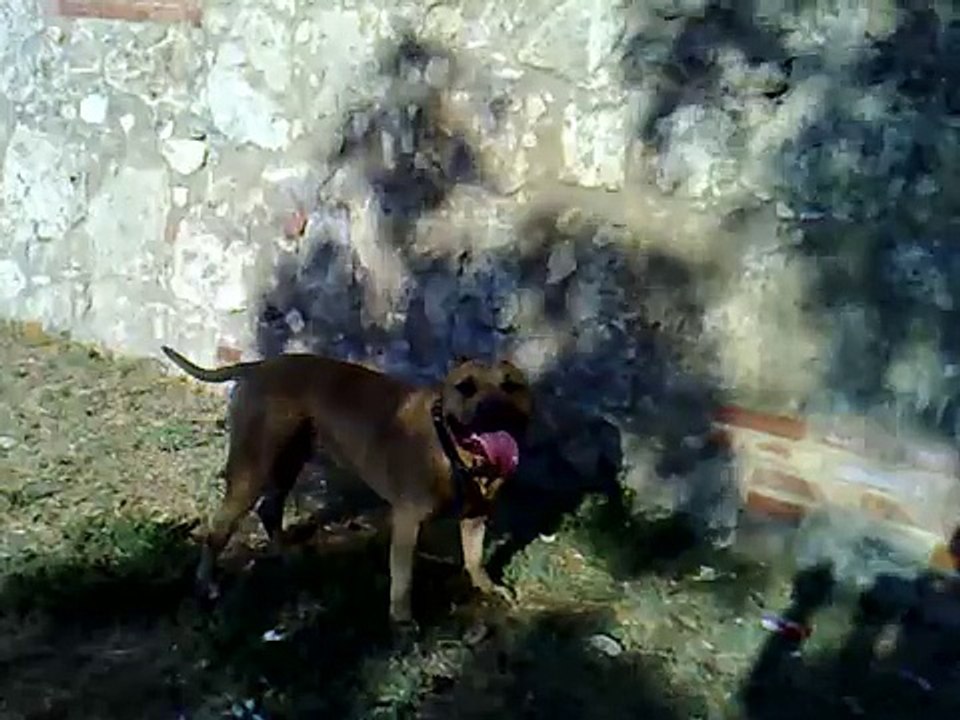 pitbull gigante