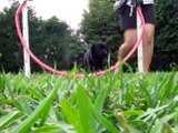 Amazing Puppy Tricks, Dog Obedience, Clicker Training