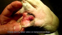 Grass seed abscess / lump on dog's paw - Surry Hills Vet