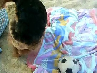 Maggie dei Consorti welsh terrier