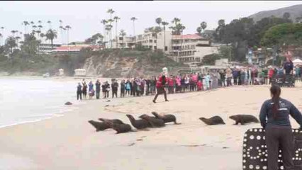 El Pacífico recibe 14 leones marinos, que vuelven a casa por verano