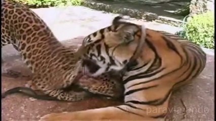 Amazing relationships between Animals, shock!