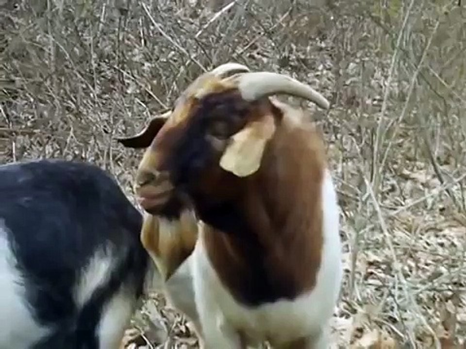 Goat making funny sound