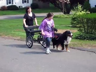 Bernese Mountain Dog training on cart