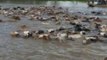 Cowboys Save Hundreds of Cattle Stranded by Texas Flooding