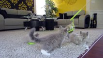 Lacie's Ragdoll Kittens Play with String