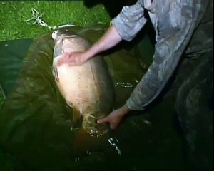 La Graviers - Scar World Record - Scarred Carp - Frank Warwick