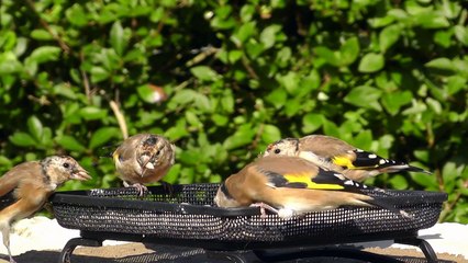A Little Tray of Goldfinches - Goldfinch Bird