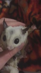 Adorable sugar glider and baby enjoy meal