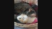 Cat and guinea pig share amazing friendship