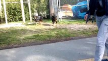 Rottweiler Guard Dogs VS 2 Pit Bulls