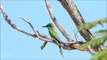 The green bee-eater or Little green bee-eater (Merops orientalis) @ Mamzar park, Dubai -- 2/2