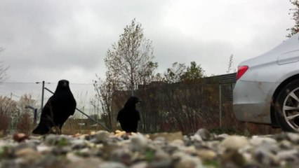 Crows (raven) and magpies in slow motion