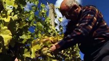 Romania: Reviving the art of wine-making | European Journal