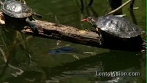 Red-eared slider turtles struggles for a spot in the sun