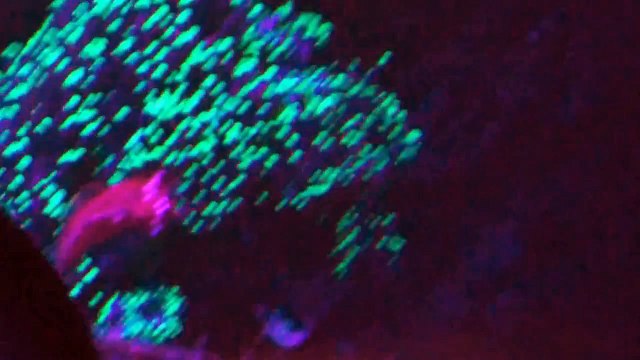 Red Dragonets Spawning