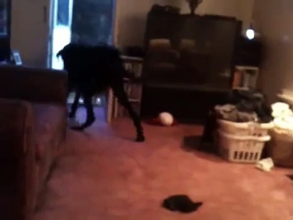 Great Dane vs. Pitbull 2