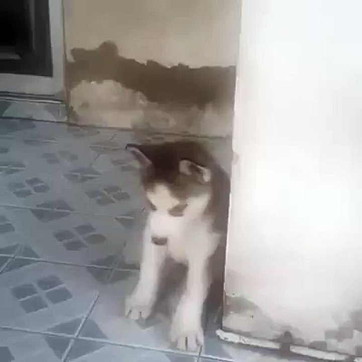 baby Dog so cute - Funny