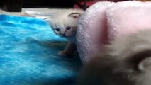 Blue Eyed Color Point Siberian kittens (3 weeks old)