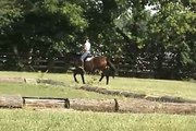4 year old un-raced Thoroughbred gelding for sale