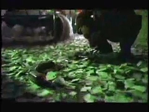 Pelicula Alegria -Cirque Du Soleil