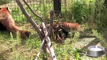 赤ちゃんレッサーパンダの屋外探検~Red Panda Baby,Outdoor exploration
