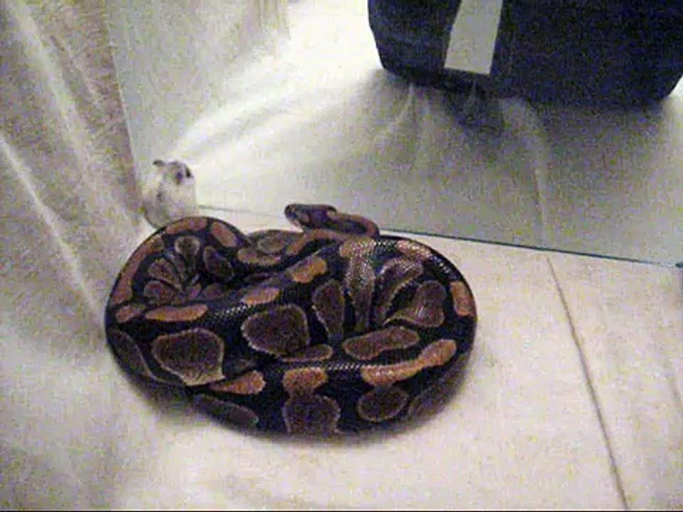 Wąż Pyton królewski "Tytus" zjada chomika, Python regius