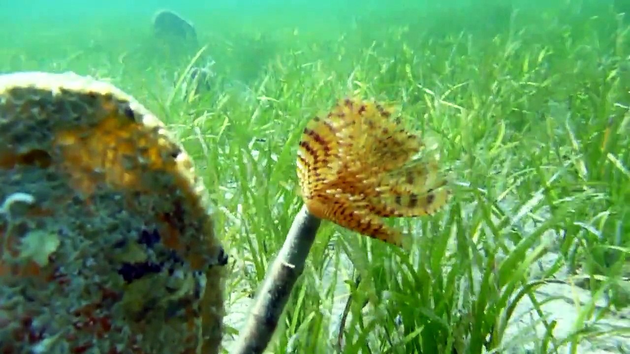 Fauna marina della costa Istriana (Croazia).