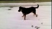Dog gone crazy wild in the snow Funny Video
