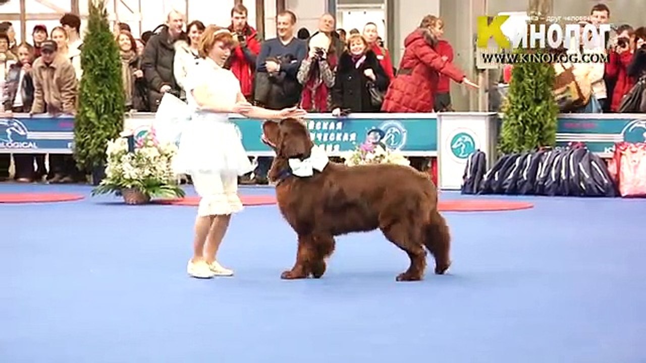 Dog Show Eurasia 2012  Russia  Moscow. Freestyle.