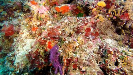 IMMERSIONE A CAPRI - SALTO DI TIBERIO