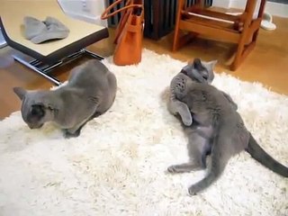 猫茶家cat★ロシアンブルーみゅー&はなちゃんの日常
