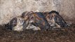 Barn Owls inside a Kentucky Silo