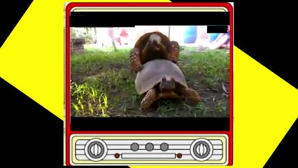 【エロ注意】昼間の野外で性行為をするカップルの男の亀頭がいやらしすぎるｗｗｗｗｗｗ