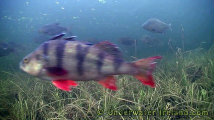 Busy traffic underwater. Static fish cam. Bream & pike. HD.