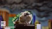 Un petit hamster se transforme en monstre radioactif - remake de Godzilla